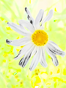  Abstract Delicate Daisy Flower 